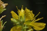 Hypericum attenuatum. Часть соцветия с бутоном (вид сбоку). Приморский край, Уссурийский гор. округ, окр. с. Монакино, широколиственное редколесье. 02.07.2021.