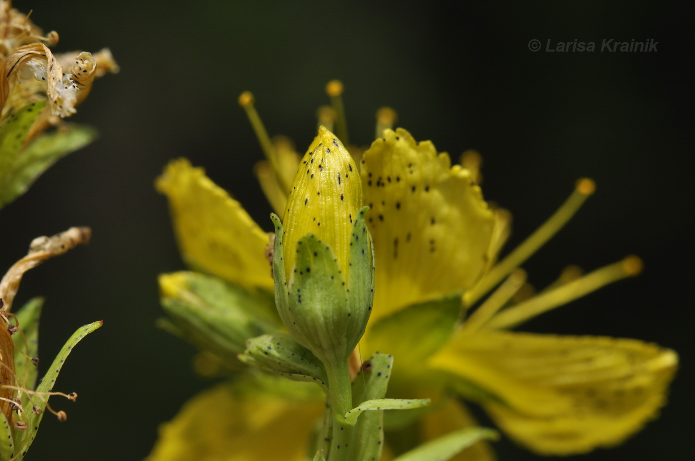 Image of Hypericum attenuatum specimen.