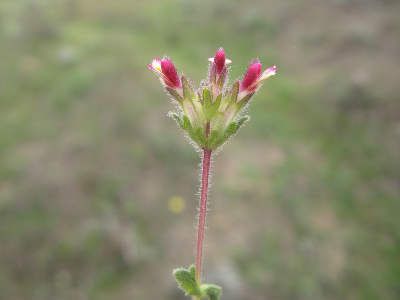 Изображение особи Parentucellia latifolia.