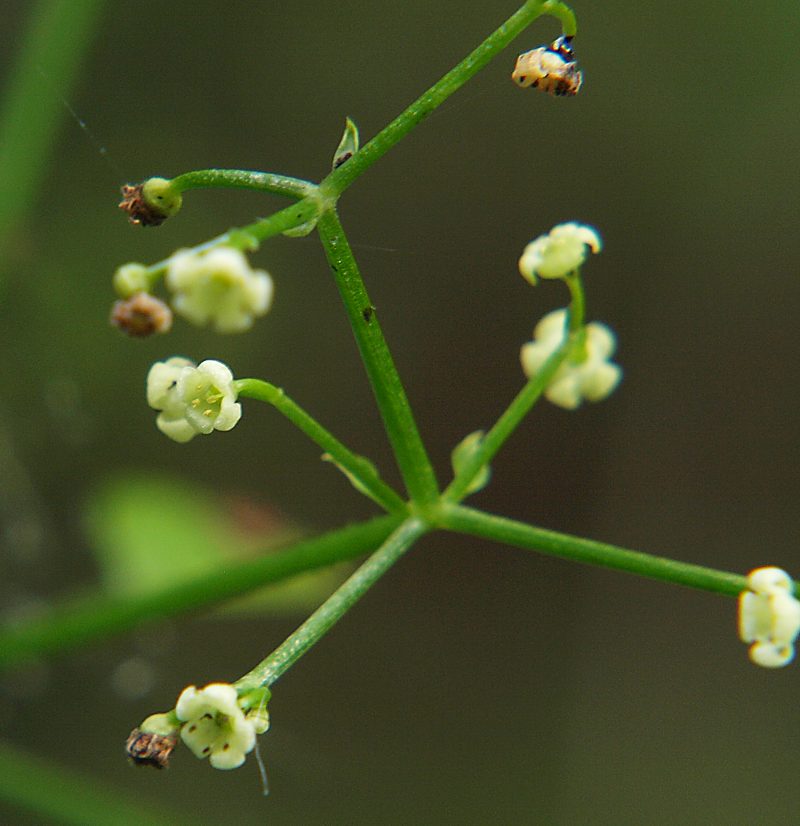 Image of Rubia cordifolia specimen.