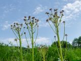 Petasites radiatus. Верхушки отплодоносивших побегов. Свердловская обл., Красноуфимский округ, Усть-Машский сельский совет, окр. дер. Русский Усть-Маш, галечно-песчаный берег. 13 июня 2021 г.