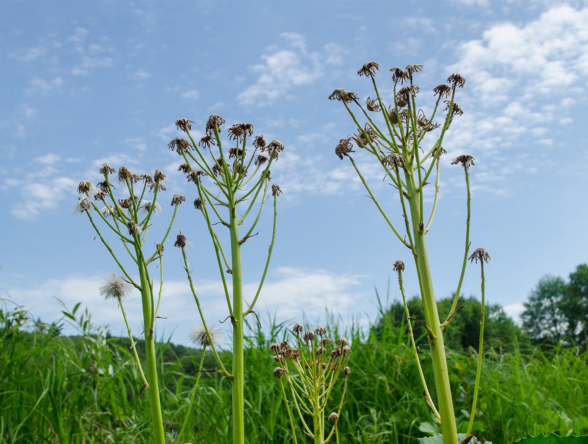 Изображение особи Petasites radiatus.