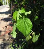 Hibiscus calyphyllus. Верхушка побега. Израиль, Шарон, пос. Кфар Шмариягу, у ограды частного двора. 08.12.2015.