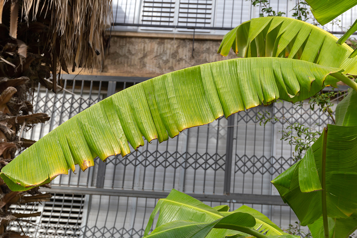 Image of Musa acuminata specimen.