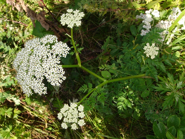 Image of Conioselinum chinense specimen.