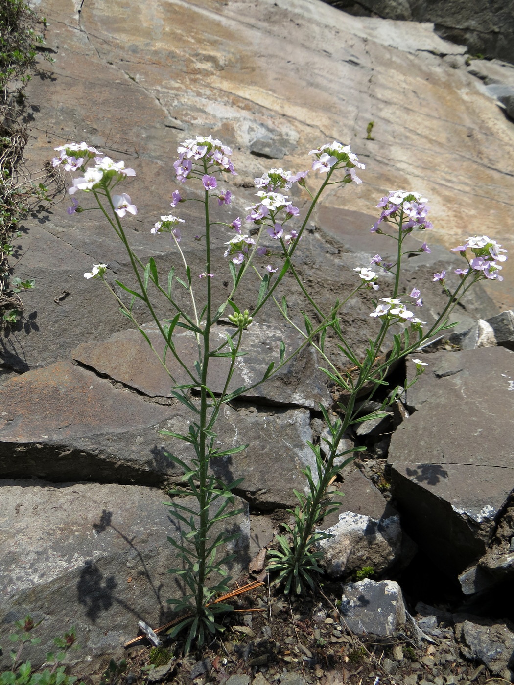 Image of Stevenia incarnata specimen.