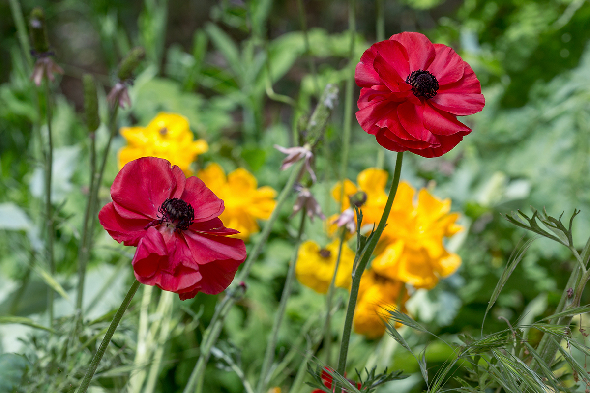 Изображение особи Ranunculus asiaticus.