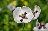 Papaver albiflorum. Цветок. Крым, Караларский природный парк, окр. бухты Коровья, степь. 07.05.2021.