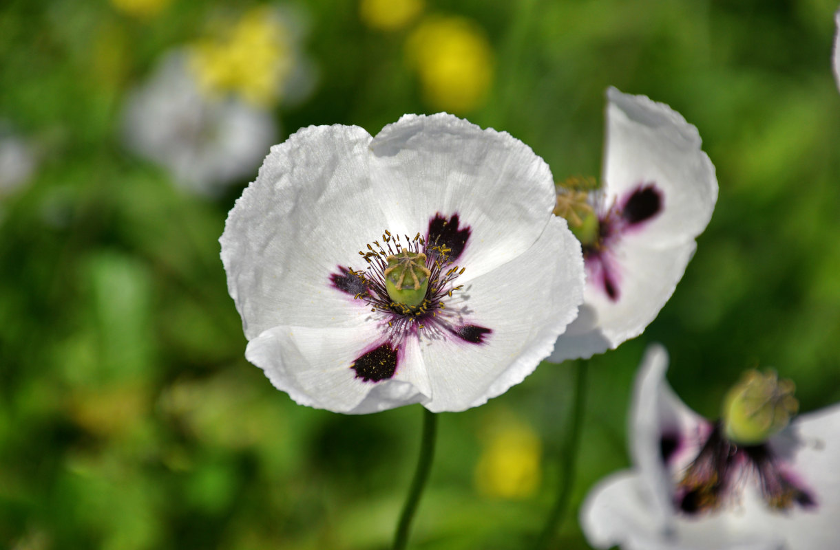 Изображение особи Papaver albiflorum.