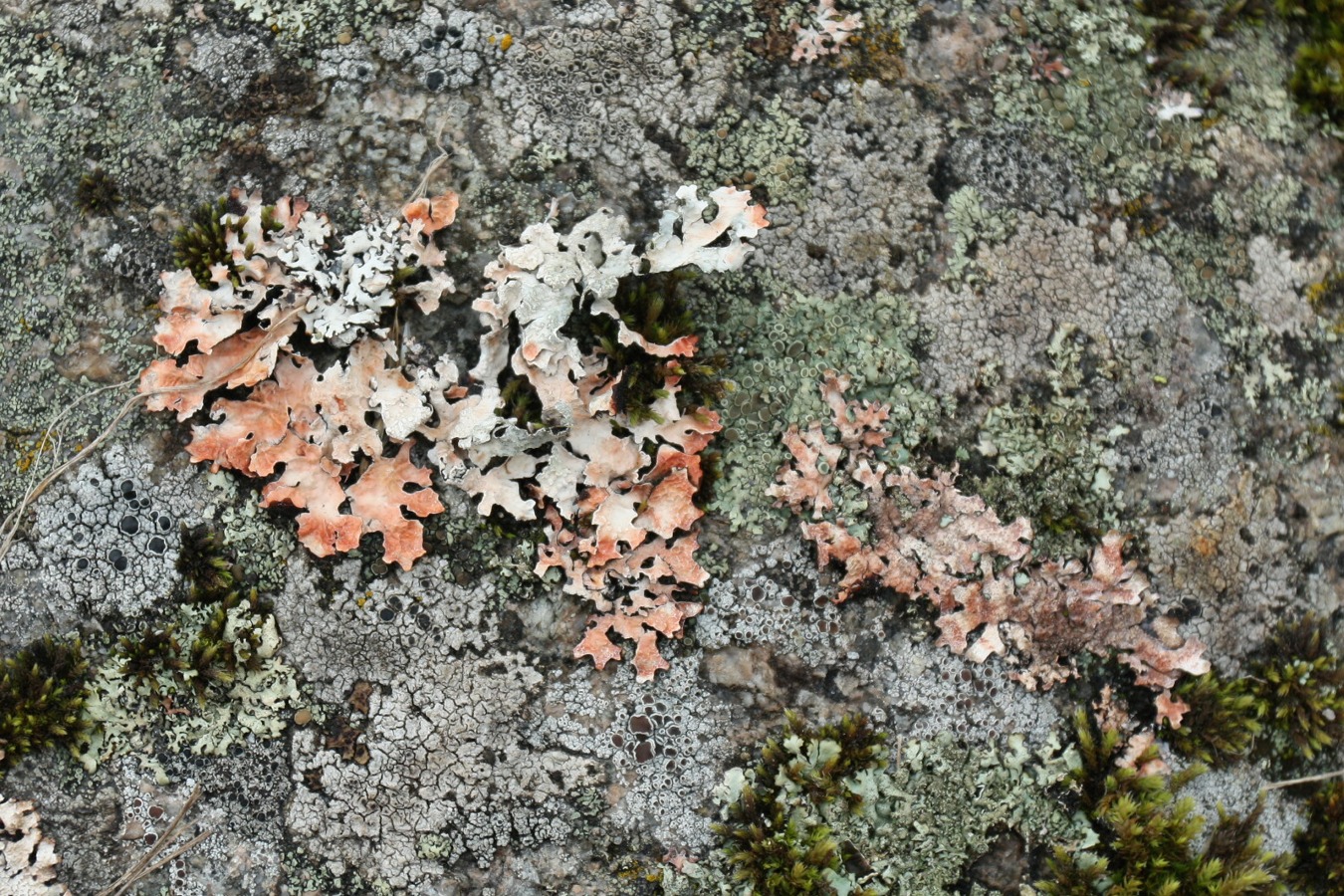 Изображение особи Parmelia saxatilis.