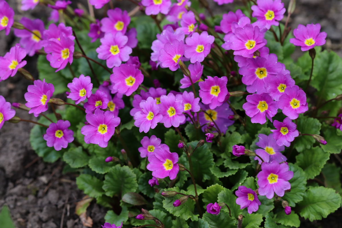 Image of Primula × polyantha specimen.