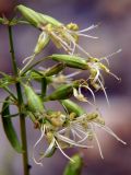 Silene foliosa. Часть соцветия. Приморский край, Лазовский р-н, Лазовский заповедник, окр. кордона Карпадь, берег реки Прямушки. 19.08.2009.