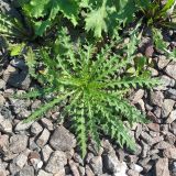 Cirsium palustre