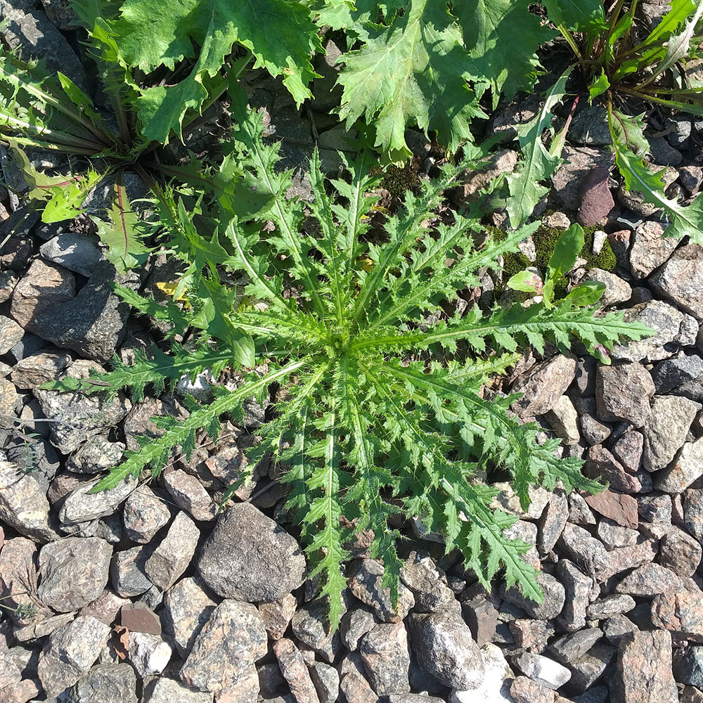 Image of Cirsium palustre specimen.