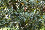 Magnolia grandiflora. Часть кроны. Абхазия, г. Сухум, Сухумский ботанический сад. 14.05.2021.