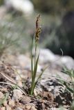 Carex liparocarpos