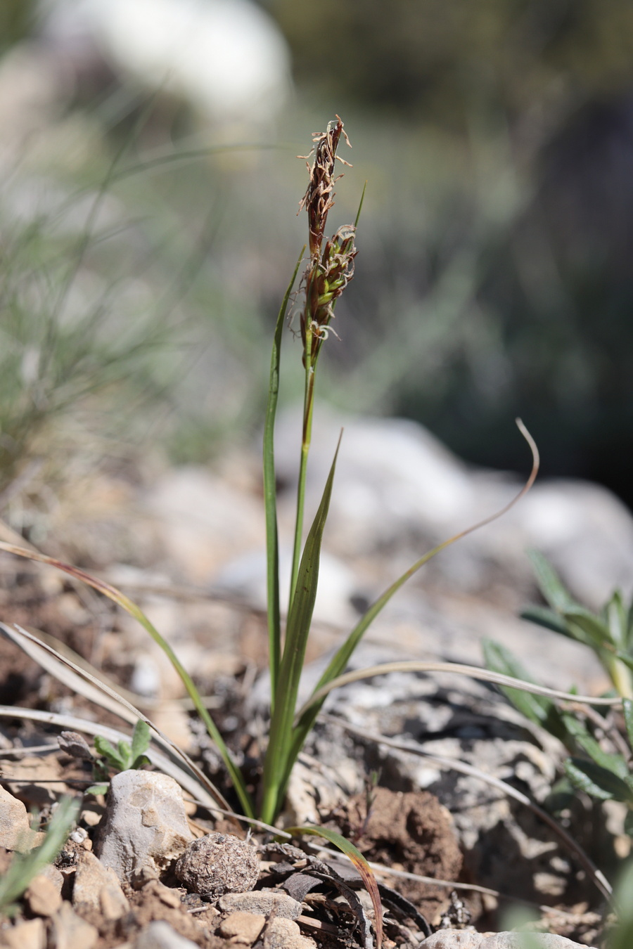 Image of Carex liparocarpos specimen.