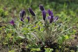 Pulsatilla chinensis