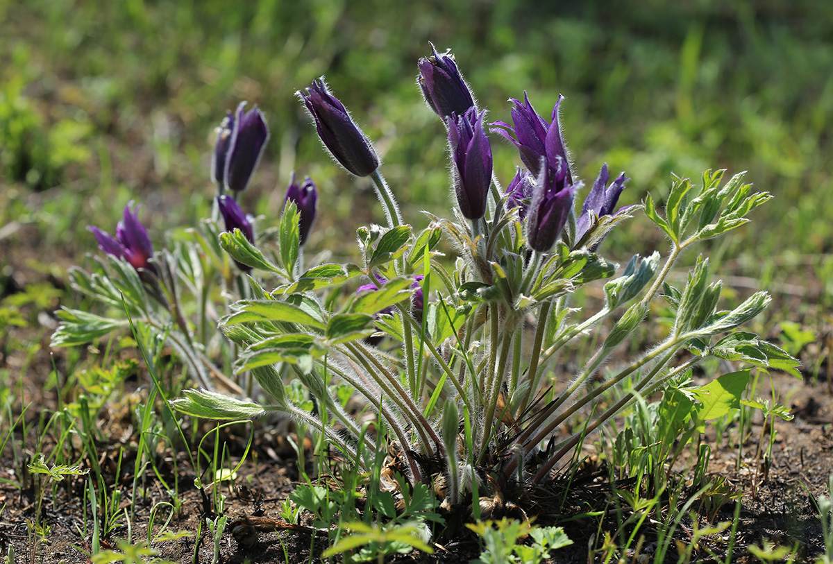 Изображение особи Pulsatilla chinensis.