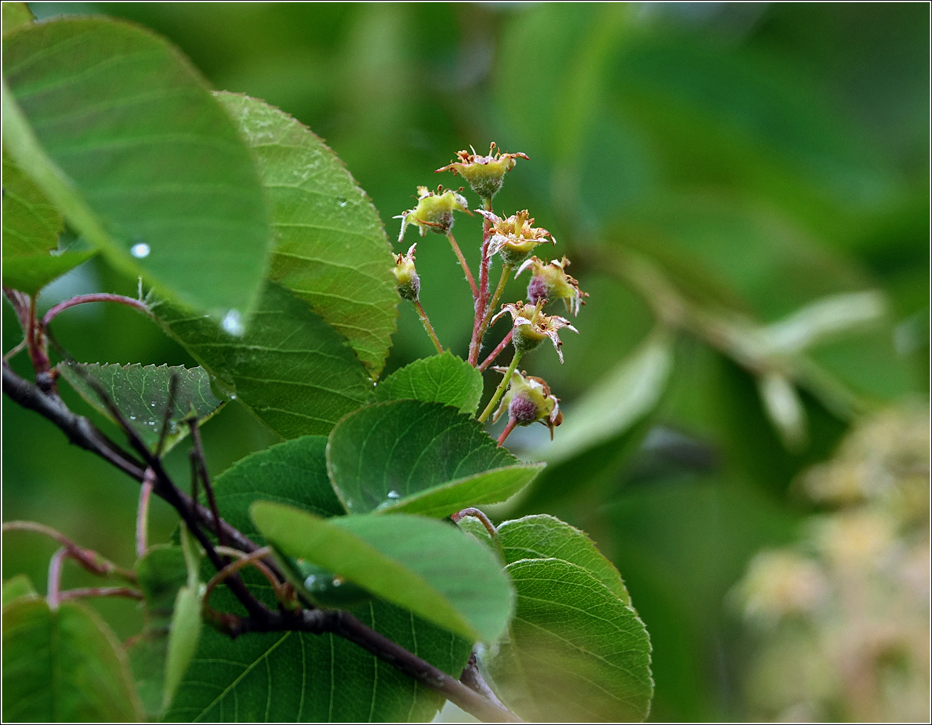 Image of Amelanchier spicata specimen.