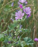 Malva sylvestris. Верхушка цветущего растения. Краснодарский край, м/о город-герой Новороссийск, водосборная зона Суджукской лагуны, территория дендропарка НПИ КубГТУ, разнотравно-злаковый луг. 15.06.2022.