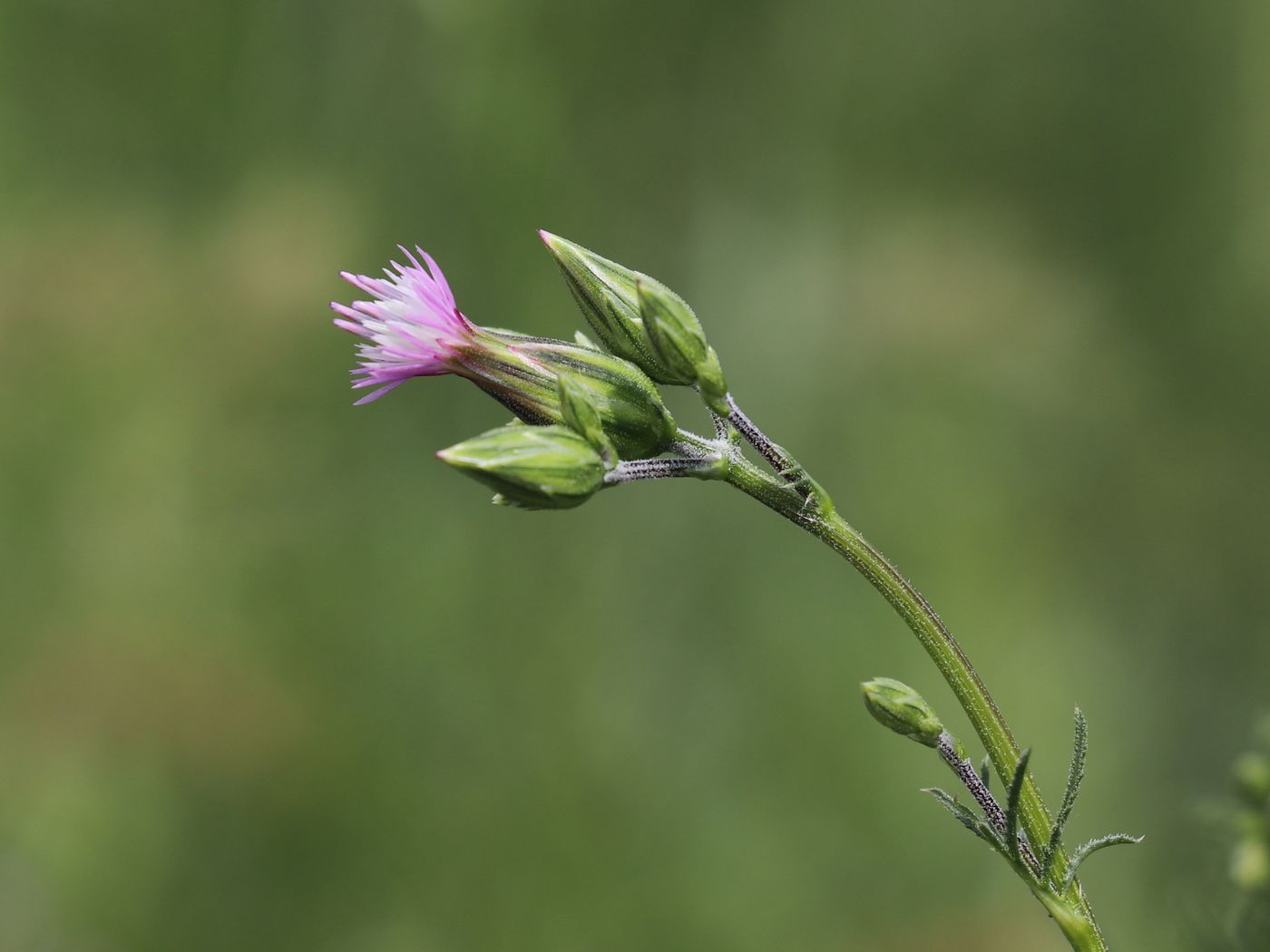 Изображение особи Crupina vulgaris.