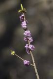 Daphne mezereum