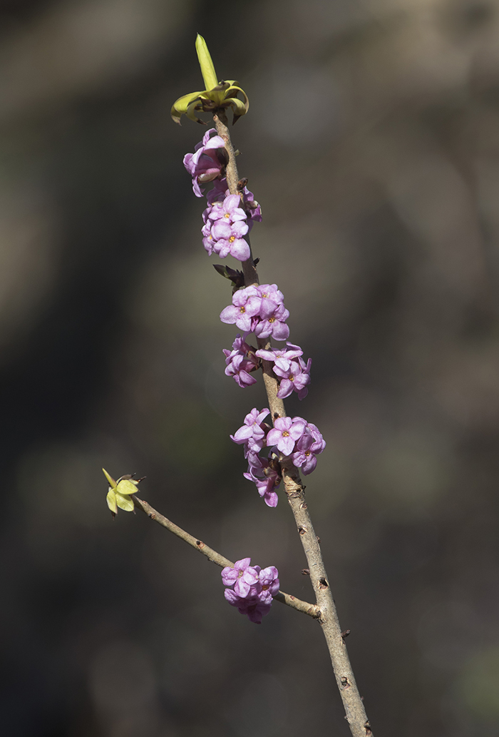 Image of Daphne mezereum specimen.