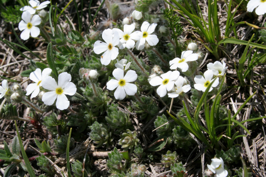 Изображение особи Androsace barbulata.