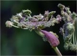 Angelica sylvestris