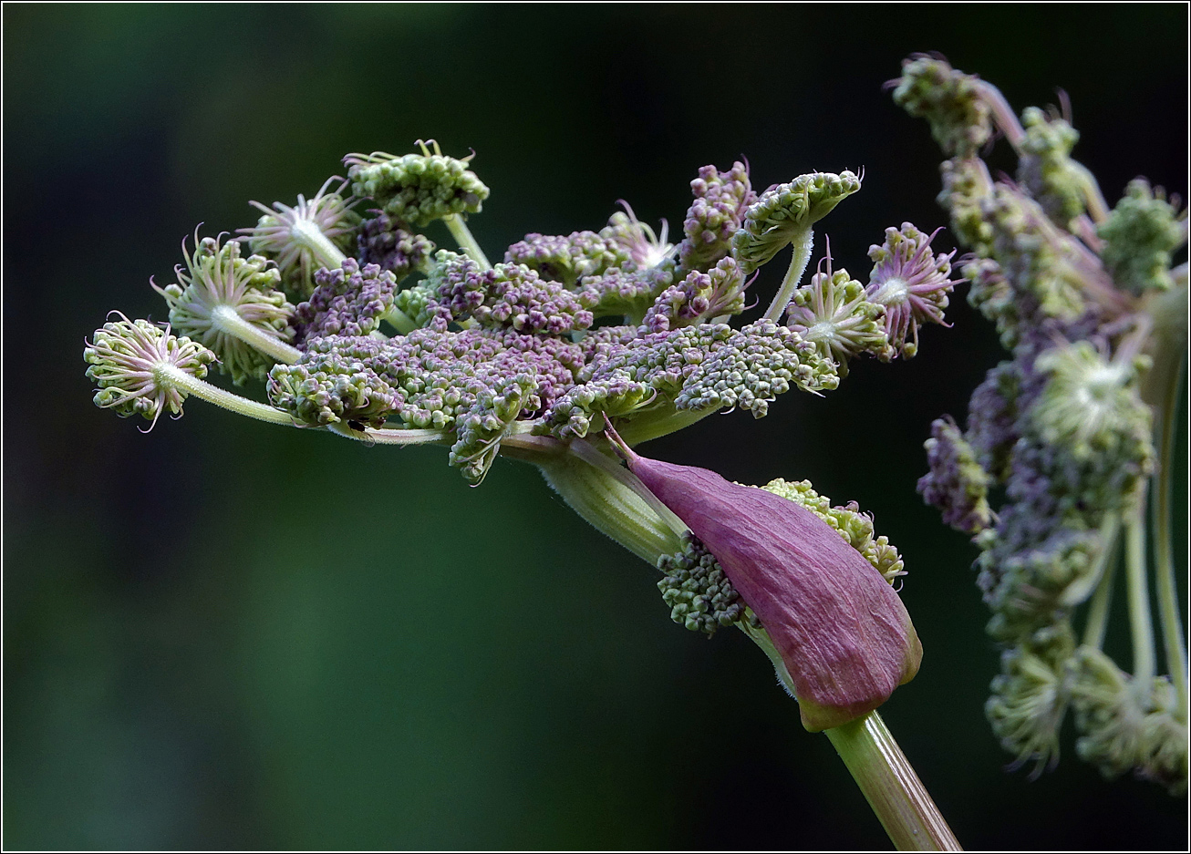 Image of Angelica sylvestris specimen.