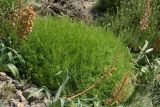 Acanthophyllum gypsophiloides