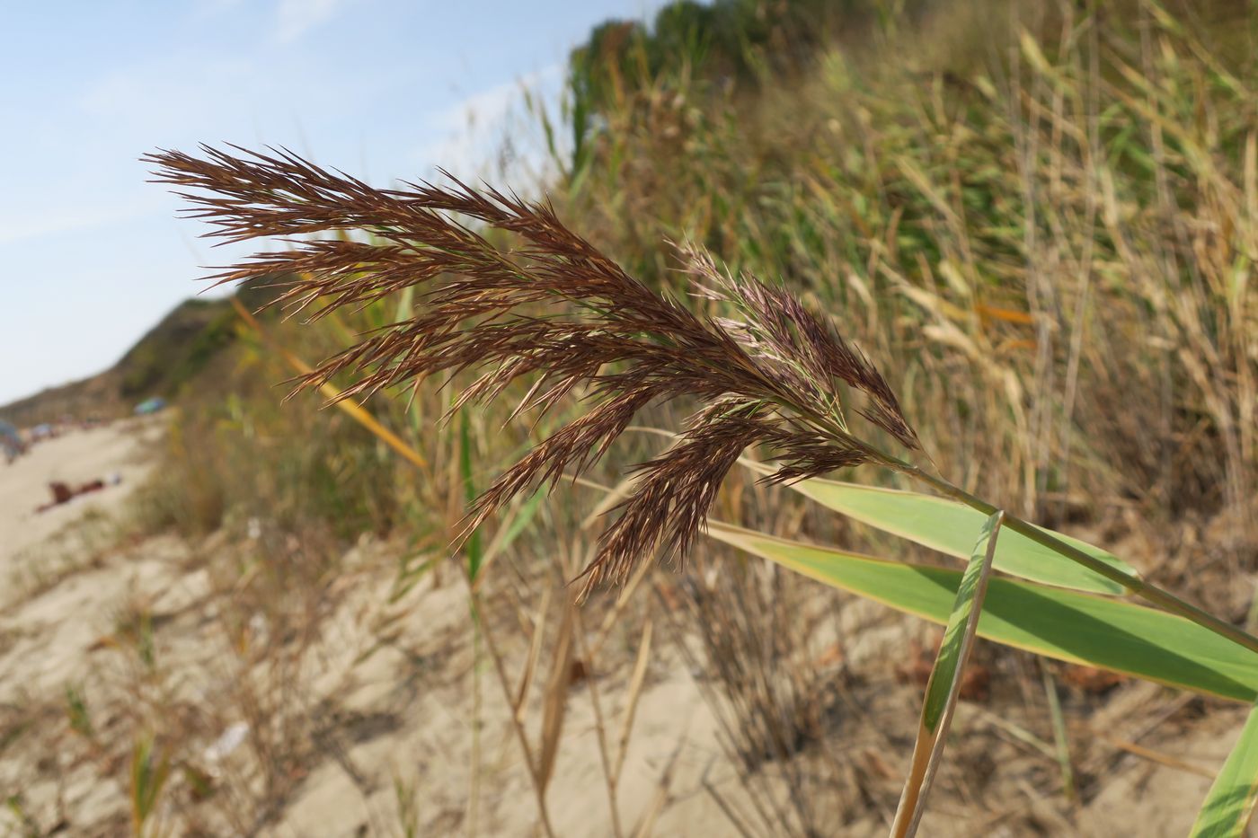 Изображение особи род Phragmites.