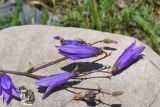 Campanula hohenackeri