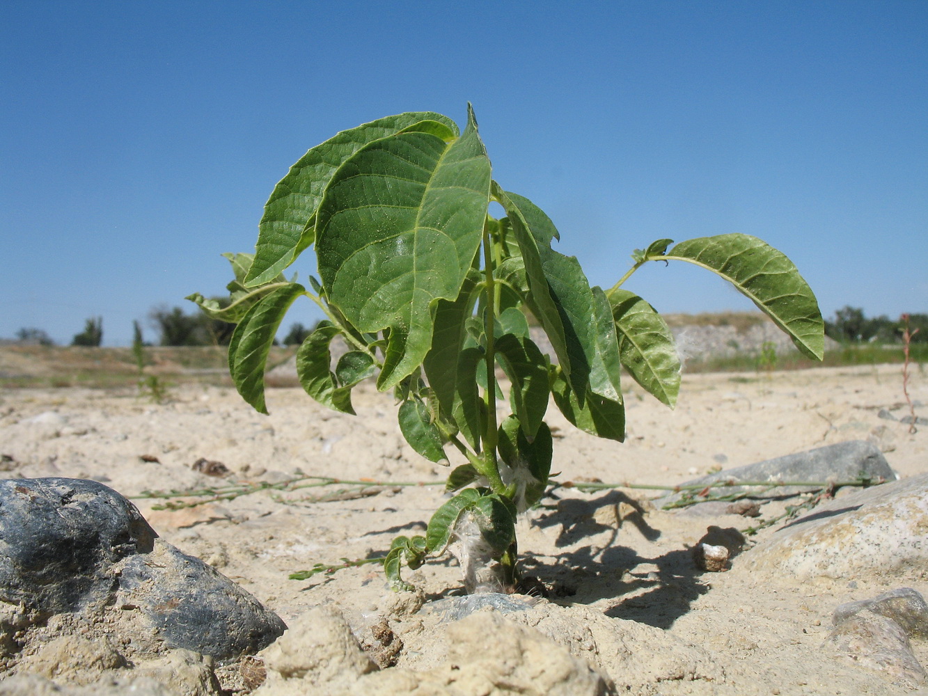 Image of Juglans regia specimen.