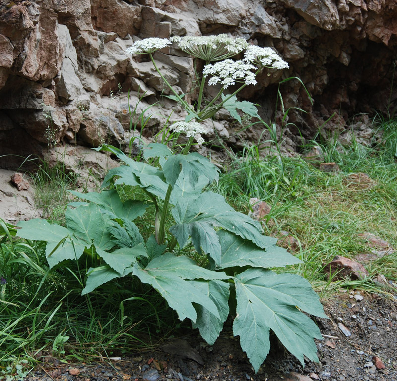 Изображение особи Heracleum dissectum.