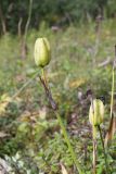 Iris setosa