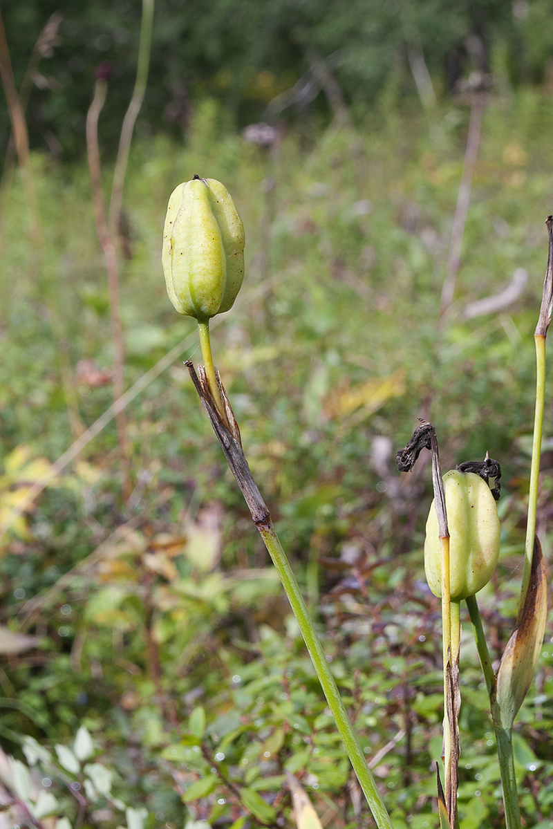 Image of Iris setosa specimen.