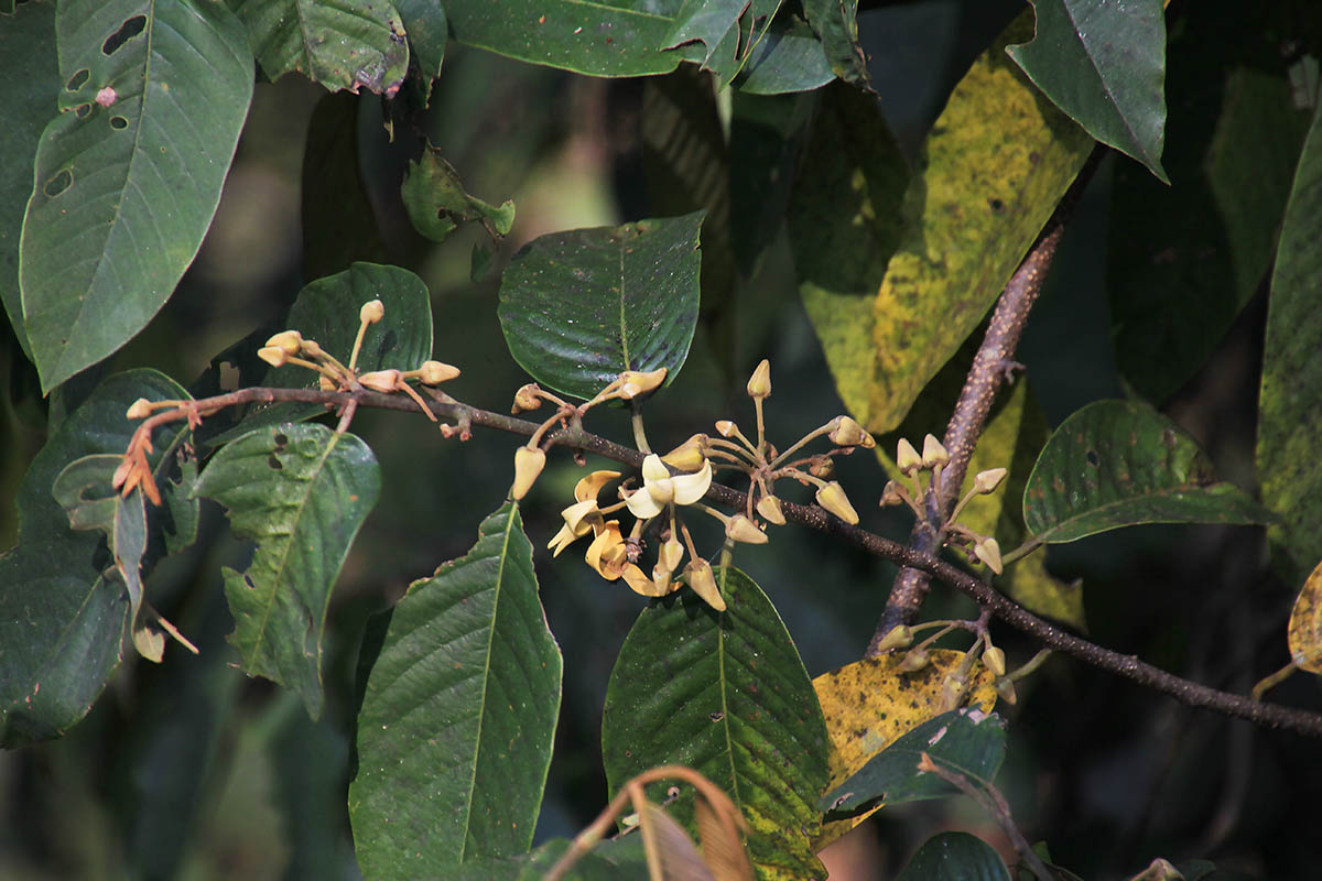 Изображение особи семейство Annonaceae.