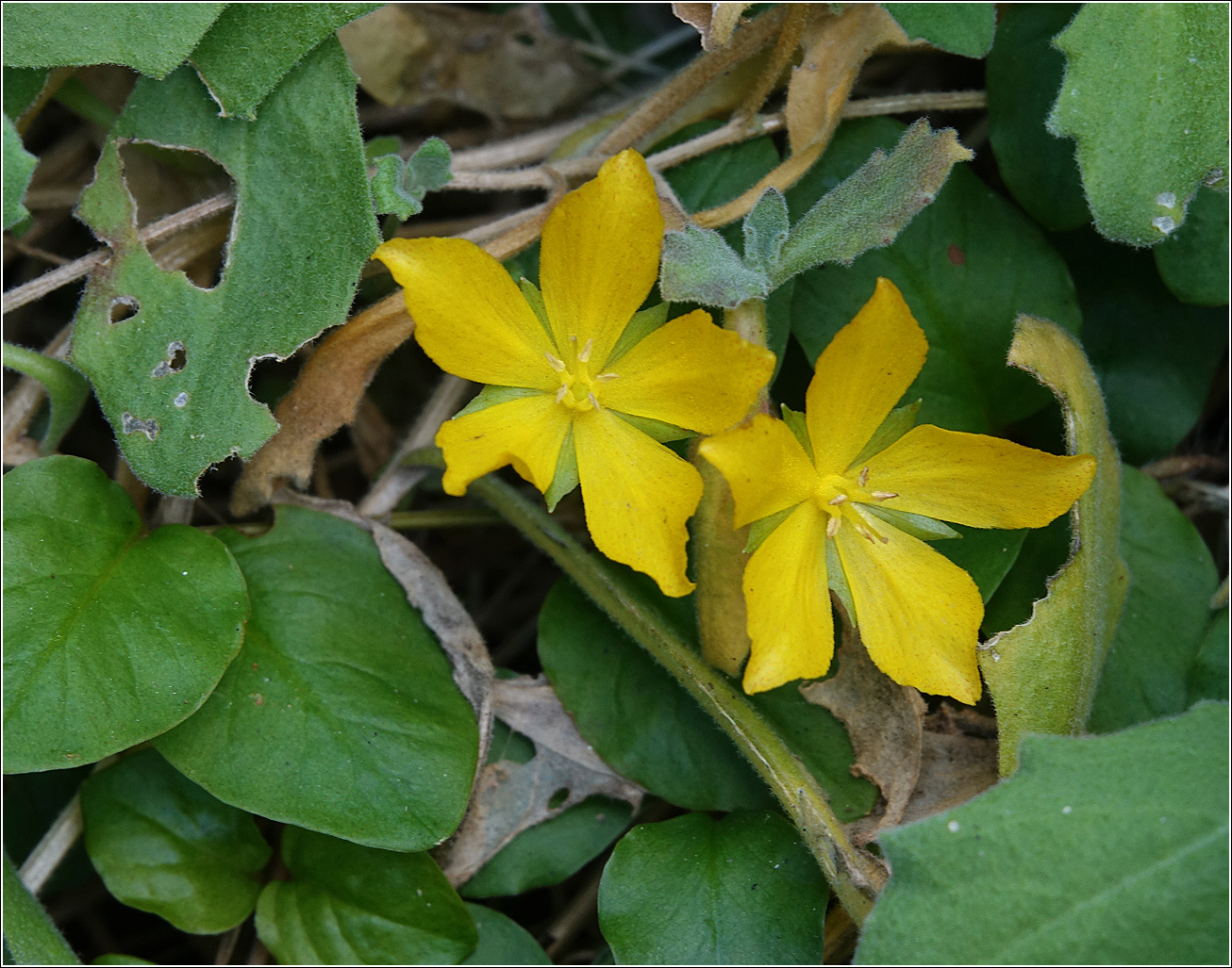 Image of Lysimachia nummularia specimen.