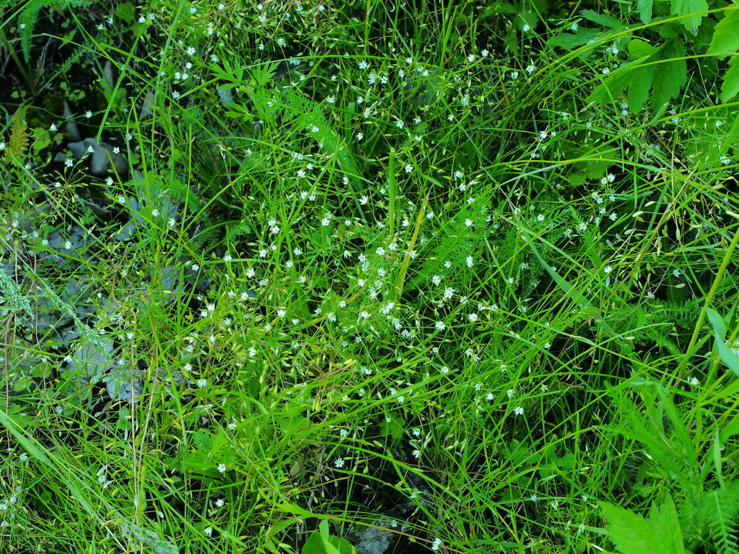 Image of Stellaria filicaulis specimen.