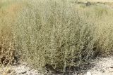 Salsola tragus