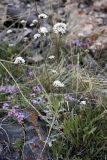 Gypsophila cephalotes. Цветущее растение. Южный Казахстан, Таласский Алатау, ущелье Коксай. Высота 2600 м н.у.м. 20.07.2010.