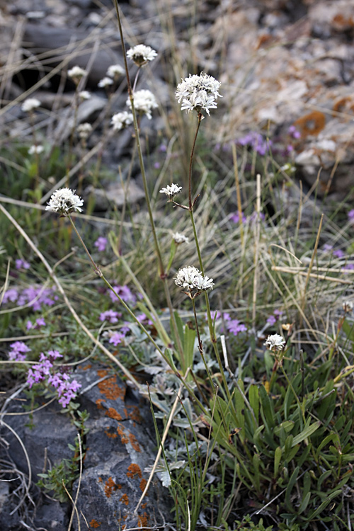 Image of Gypsophila cephalotes specimen.