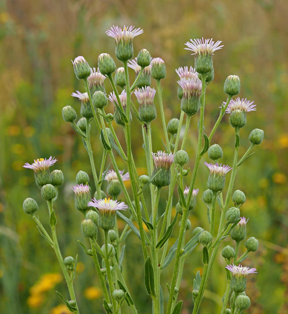 Image of Erigeron podolicus specimen.