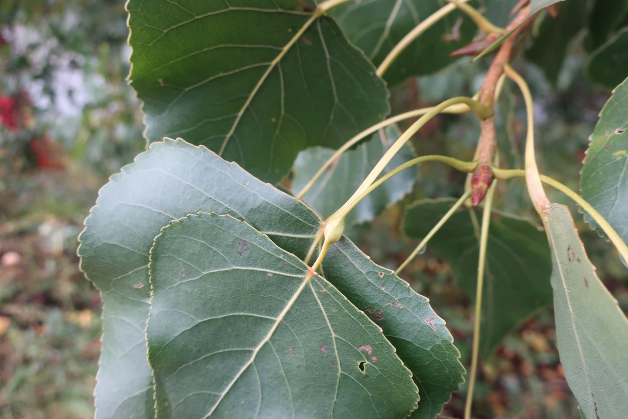 Image of Populus &times; canadensis specimen.