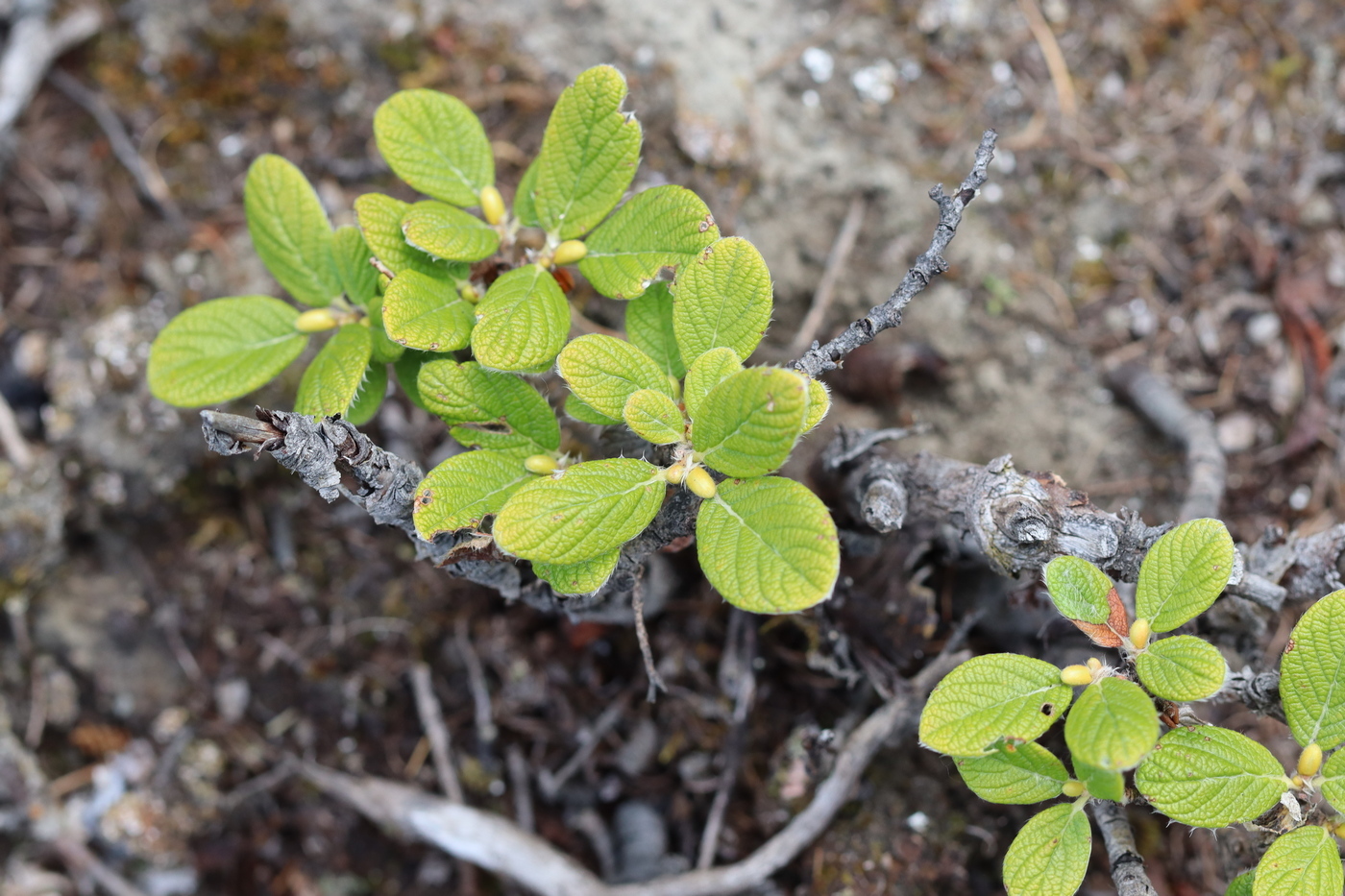Image of Salix vestita specimen.