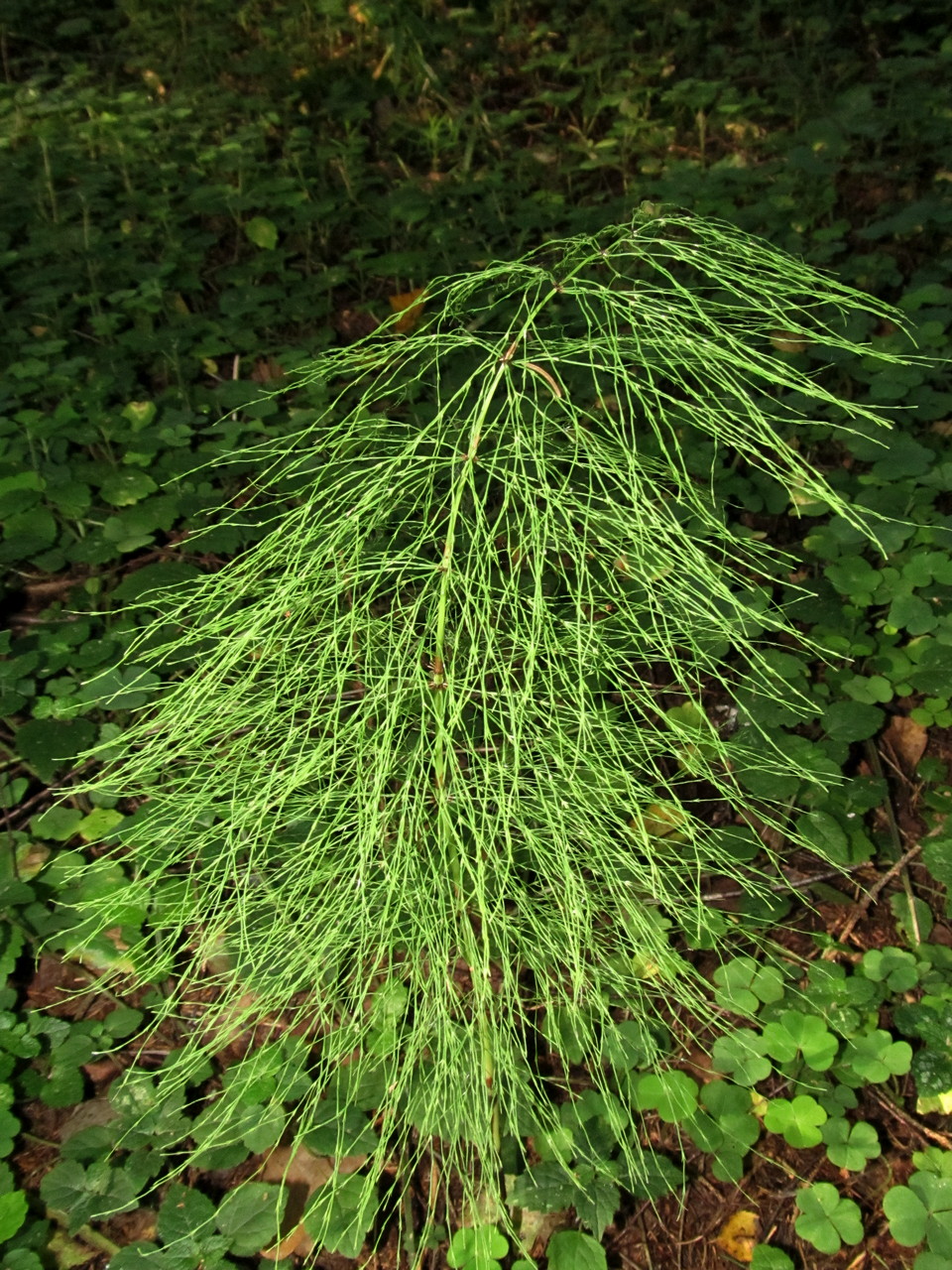 Изображение особи Equisetum sylvaticum.