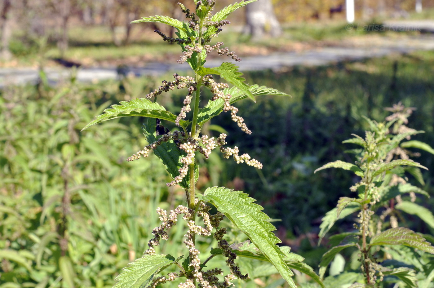 Изображение особи Urtica angustifolia.