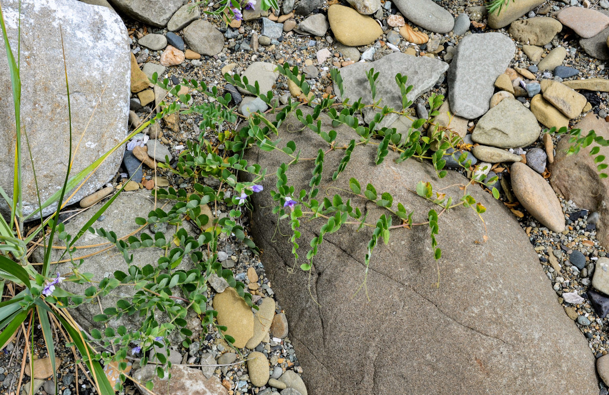 Image of Lathyrus japonicus specimen.